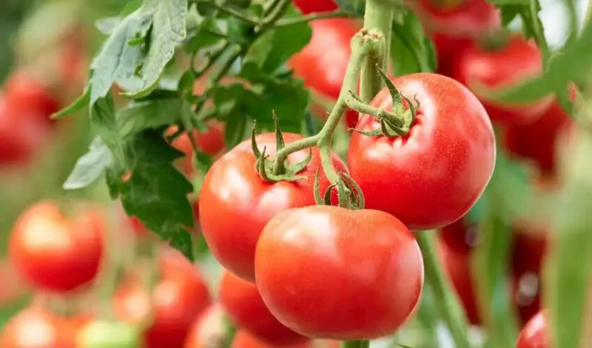 Bazıları kanser riskini de azaltıyor... İşte pişirildiğinde daha besleyici olan 8 sebze