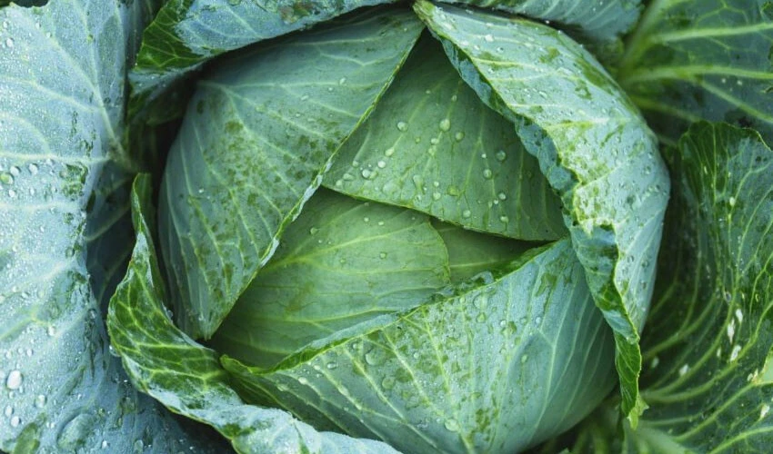 Bazıları kanser riskini de azaltıyor... İşte pişirildiğinde daha besleyici olan 8 sebze