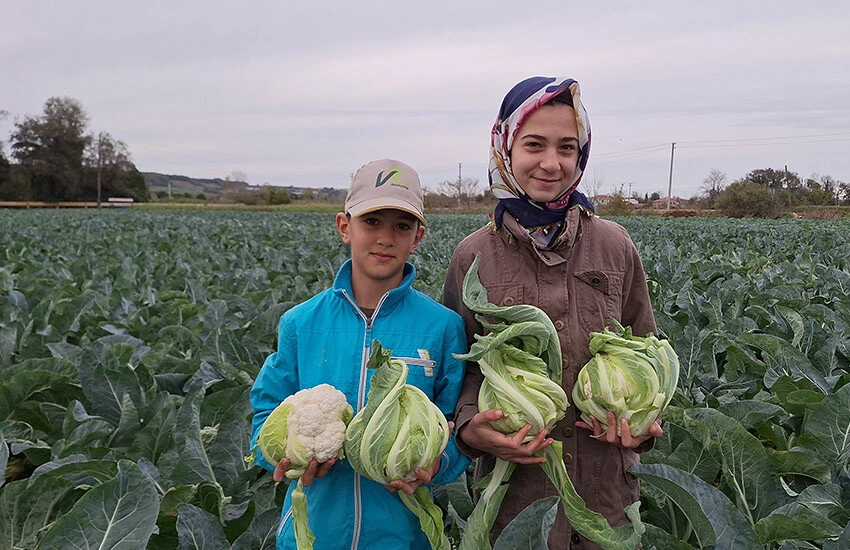 Tarlada karnabahar 2,5 liradan satışa çıktı.