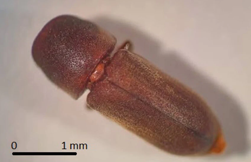 Türkiye'de ilk kez görüldü: 9 ülkeden sonra bu kez bizim başımız belada
