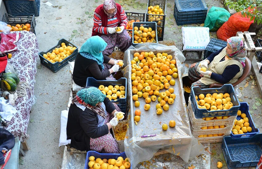 Cennet hurmasının kurutulunca değeri 10 kat artıyor, fiyatı 200 TL'yi buluyor