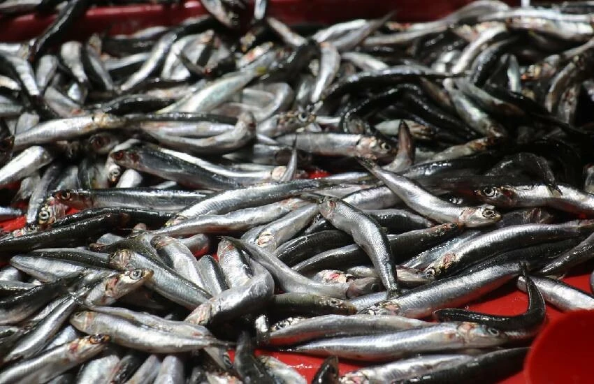 Denizi yok, balığı çok! Üç bölgenin çeşidi Sivas tezgahlarında buluştu