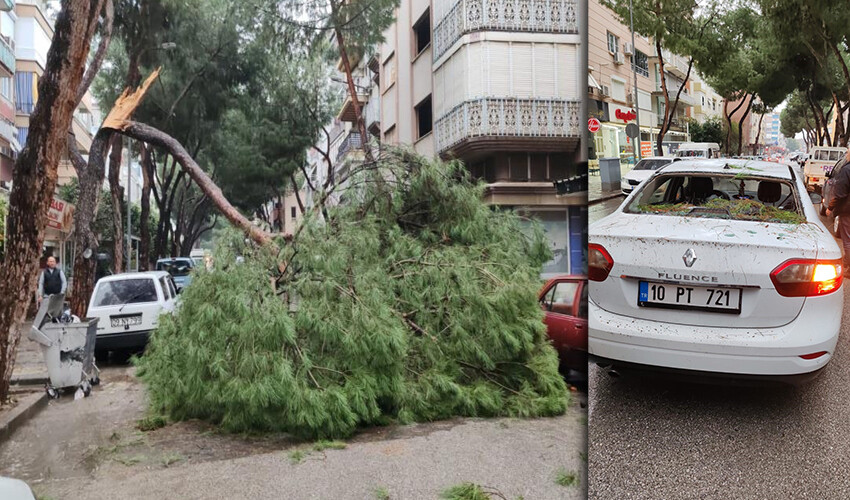 Sürücü neye uğradığını şaşırdı: Kopan ağaç dalı otomobilin üzerine düştü