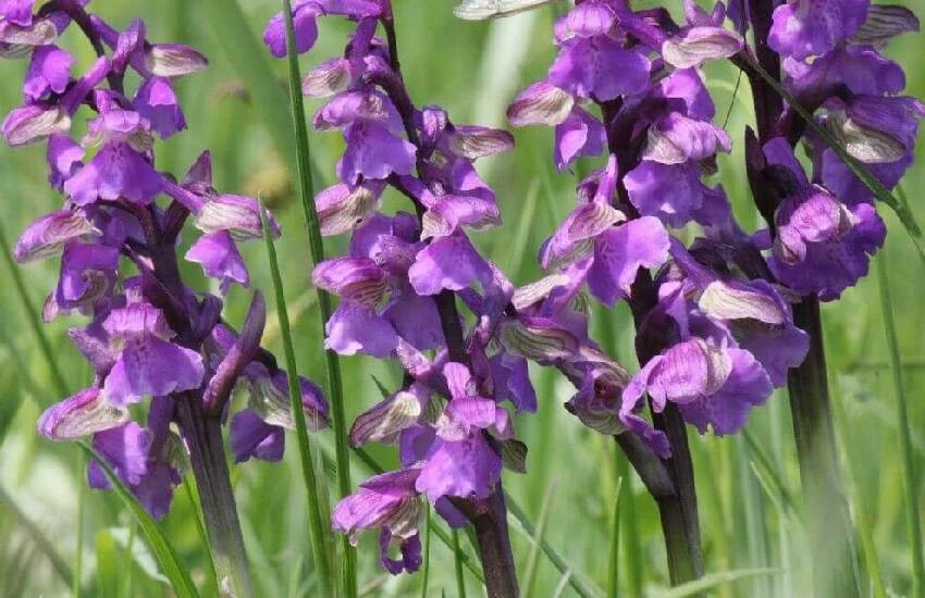 Kilosu altını geçti! Bu sene salep içmek lüks olacak…