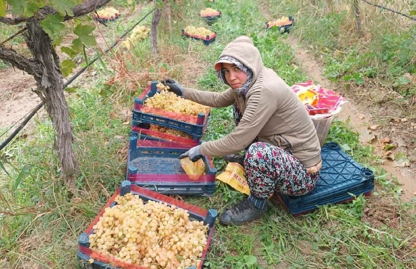 81 ile kamyon kamyon gönderiliyor! Üzüm işçileri yağmur çamur dinlemeden hasat ediyor