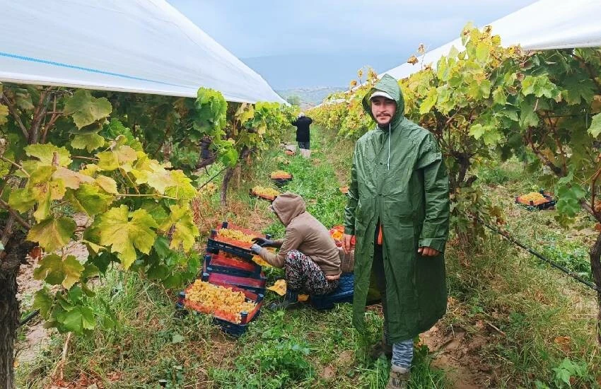81 ile kamyon kamyon gönderiliyor! Üzüm işçileri yağmur çamur dinlemeden hasat ediyor
