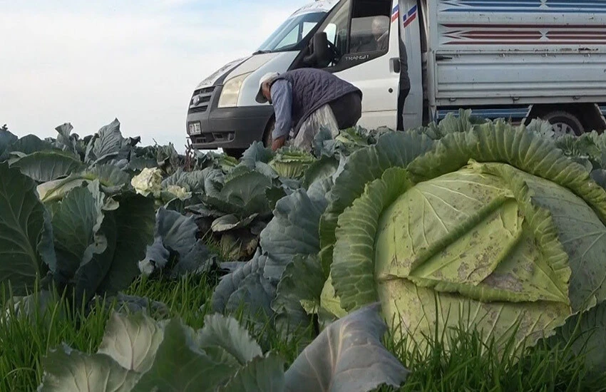 Muş'ta hasadı sürüyor, 90 milyon lira gelir bekleniyor