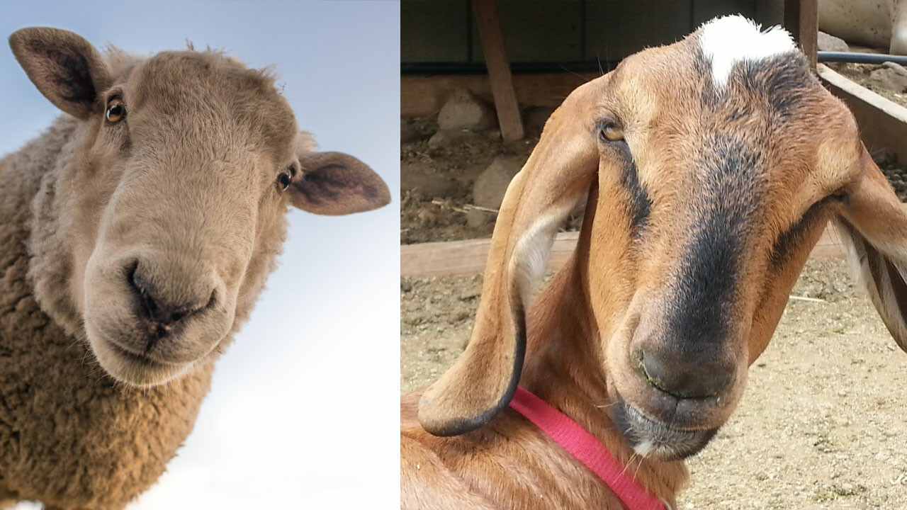 Cani iki ziraat öğrencisi tutuklandı: Havai fişekle canlı koyunları havaya uçurdular