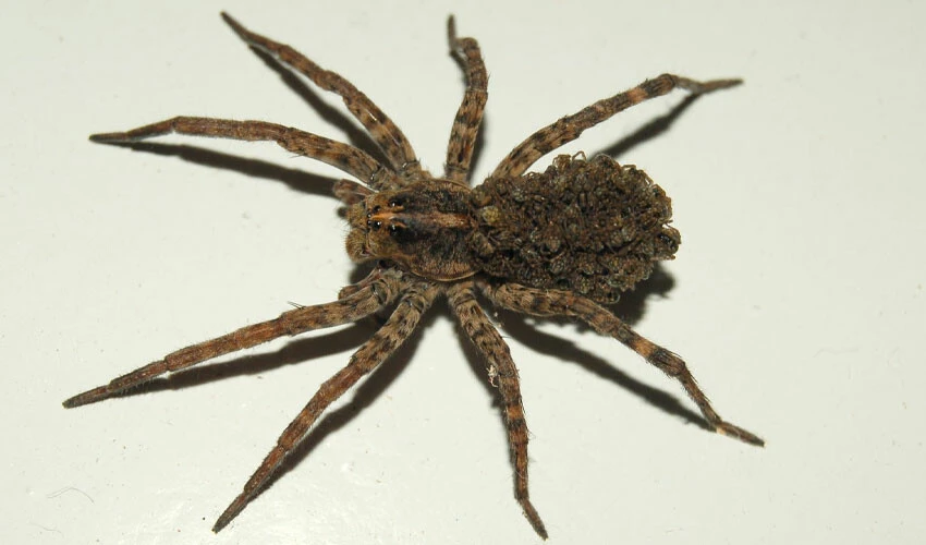 Parmağındaki kızarıklığı basit bir sürtme sanarken duyduklarına şoke oldu