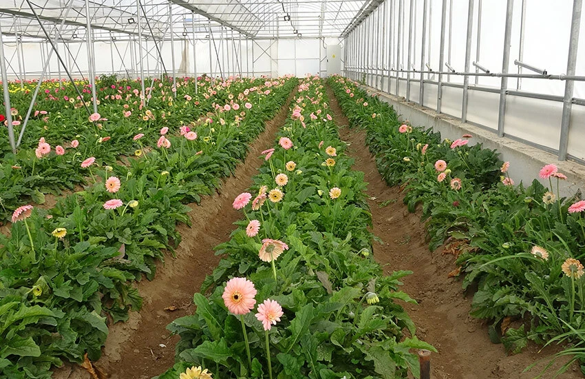 Yurt dışından Tokat'a yoğun talep: İlçeye aylık 15 milyon lira kazandırıyor