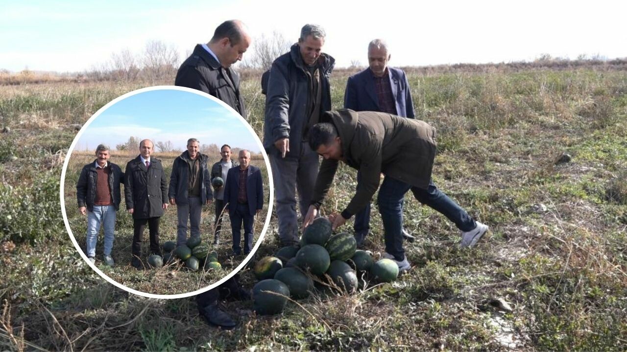 Çiftçi bayram ediyor! Kış karpuzunda hasat başladı: Canı çekenlere ve hamilelere veriliyor