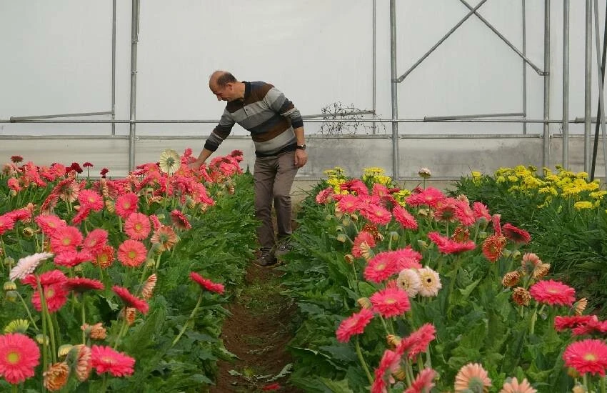 Çiçek serası binlerce insana ekmek kapısı oldu: Renk cümbüşü milyonlar kazandırdı!