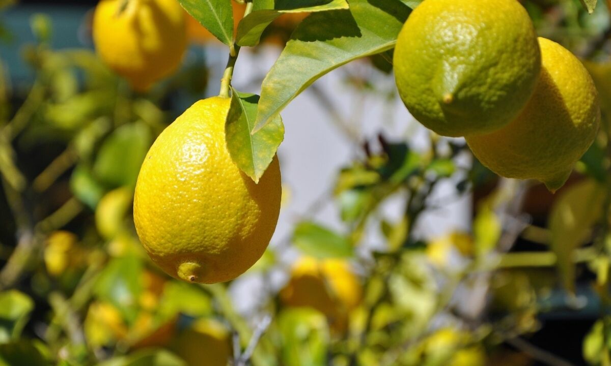 Limonda tarladan market rafına fiyat resmen uçtu! Fark 6,5 katına çıktı