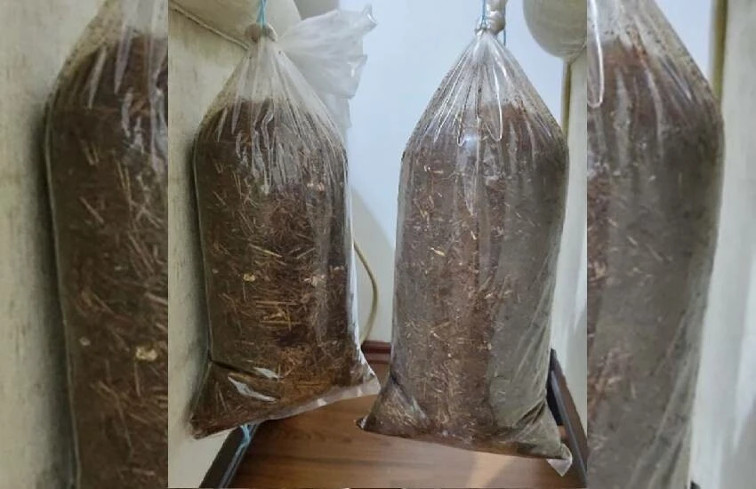 TÜBİTAK destekledi, kahve telvesinden yerli istiridye mantarı tohumu ürettiler