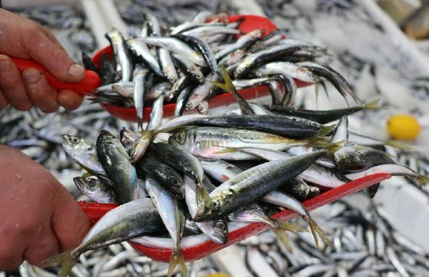 Hafta sonu hamsi fiyatı dibi gördü, vatandaş metrelerce kuyruk oluşturdu