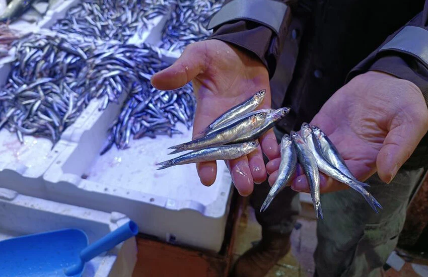 Hamside bu sezon bir ilk! Fiyatı sudan ucuzladı: Kapış kapış gitti