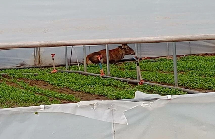 Hayrete düşürdü! Dinlenmek için serayı tercih eden geyik rokayla karnını doyurdu