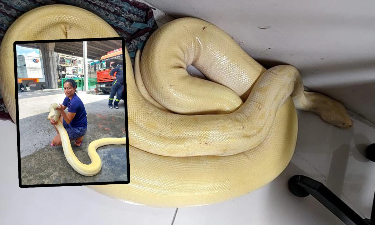 Evinde beslediği dünyanın en büyük yılanı ülkeyi paniğe sürükledi: Ekipler peşine düştü