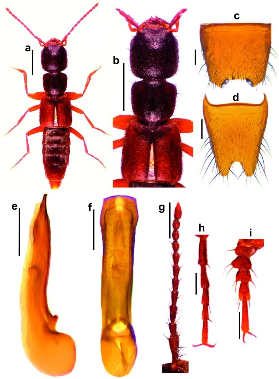 Bilim dünyasını heyecanlandırıyor! Türkiye'de yeni bir tür keşfedildi: İsmi Medon Turcicus