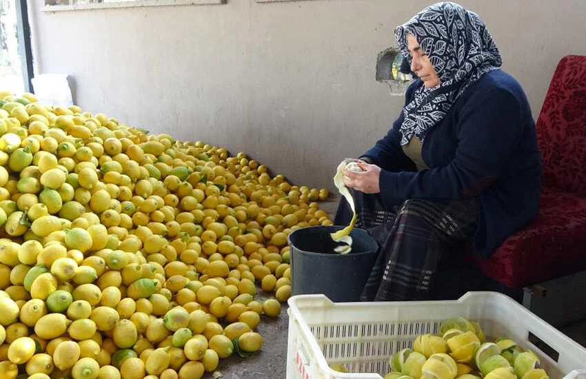 4 tonu çöpe gitmesin diye dalından kilosu 30 kuruş, kabuğu 17 lira…