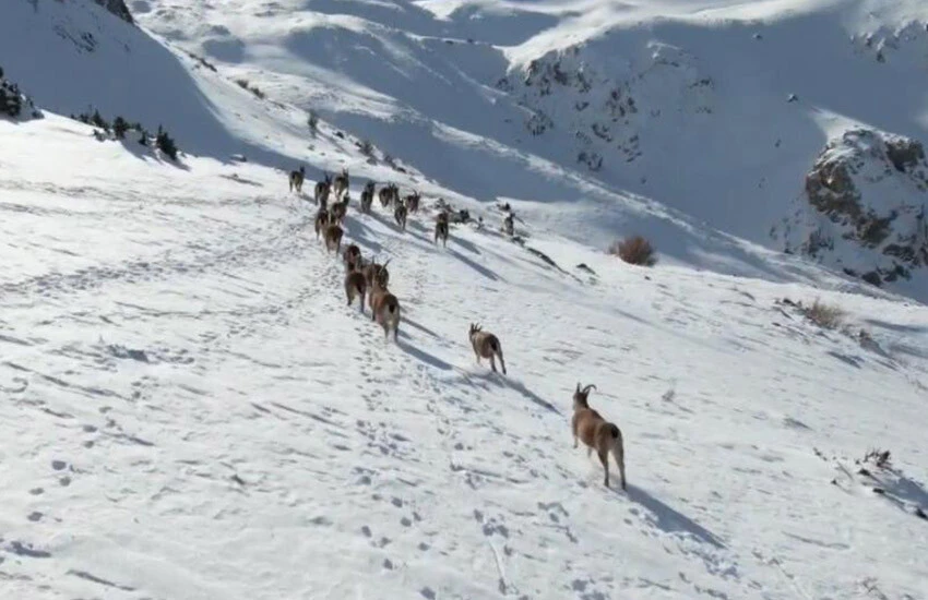 Munzur dağlarında yabani hayvan popülasyonu arttı.