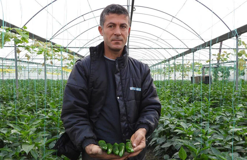 Samandağ biberinin faydası saymakla bitmiyor.