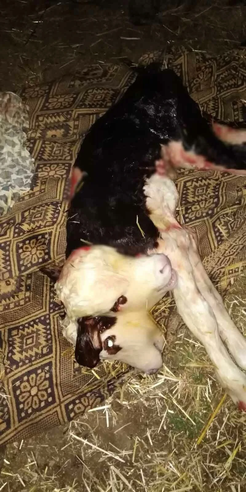 Çift başlı dünyaya gelen buzağı görenleri şoke etti