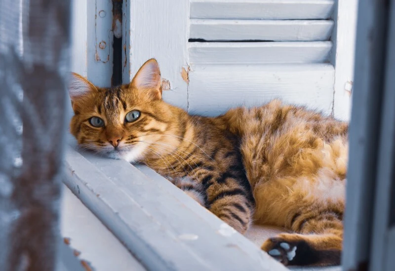 Çarpıcı araştırma: Patili dostlarımız kediler şizofreniye mi yol açıyor?