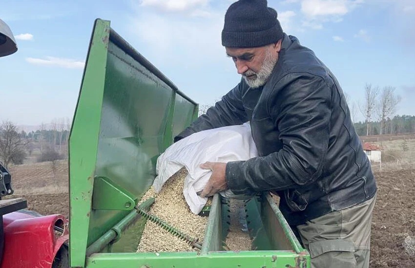 Siyez buğdayı kar suyu ile yetişiyor 