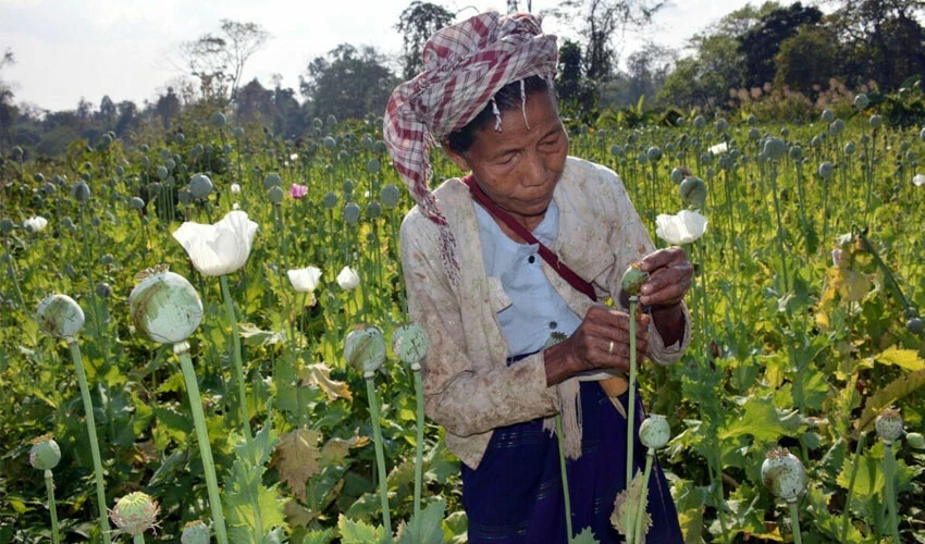 Myanmar, Afganistan'ı solladı: Siyasi gerilim uyuşturucu hasadını arttırdı
