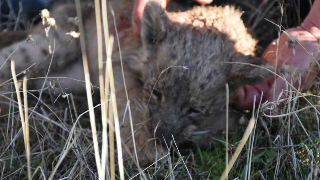 Şanlıurfa'da yol kenarında bulunan yavru aslan öldü