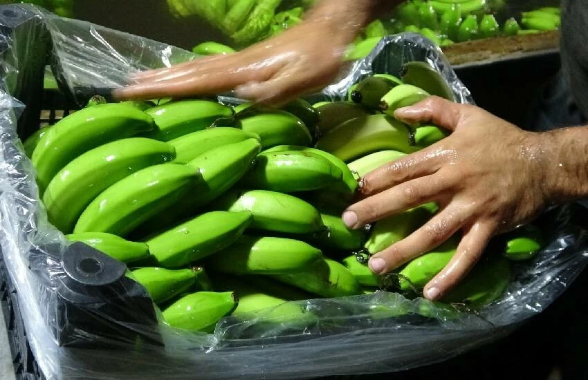 Vitamin deposu için yoğun mesai: Mersin’de yerli muz hasadı başladı