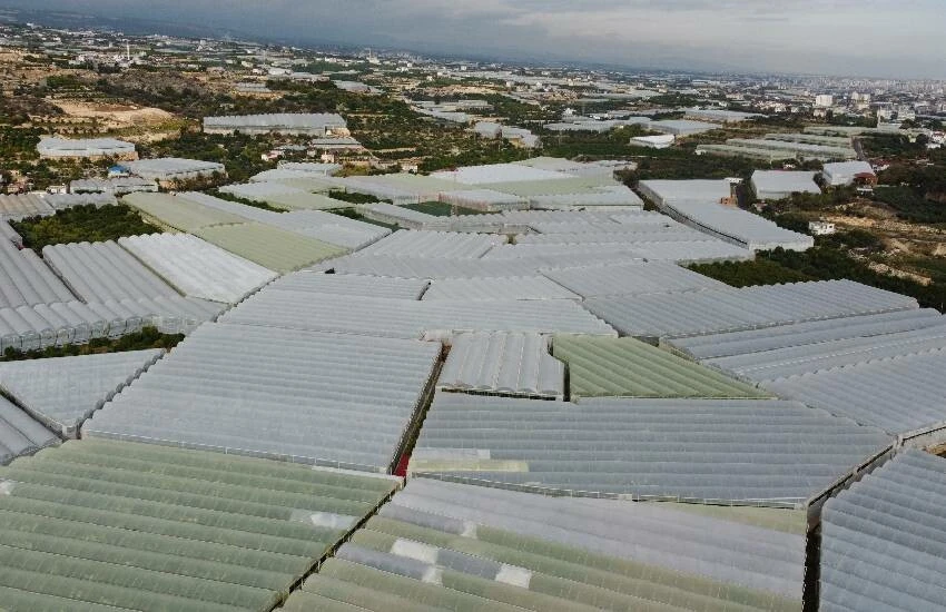 Vitamin deposu için yoğun mesai: Mersin’de yerli muz hasadı başladı