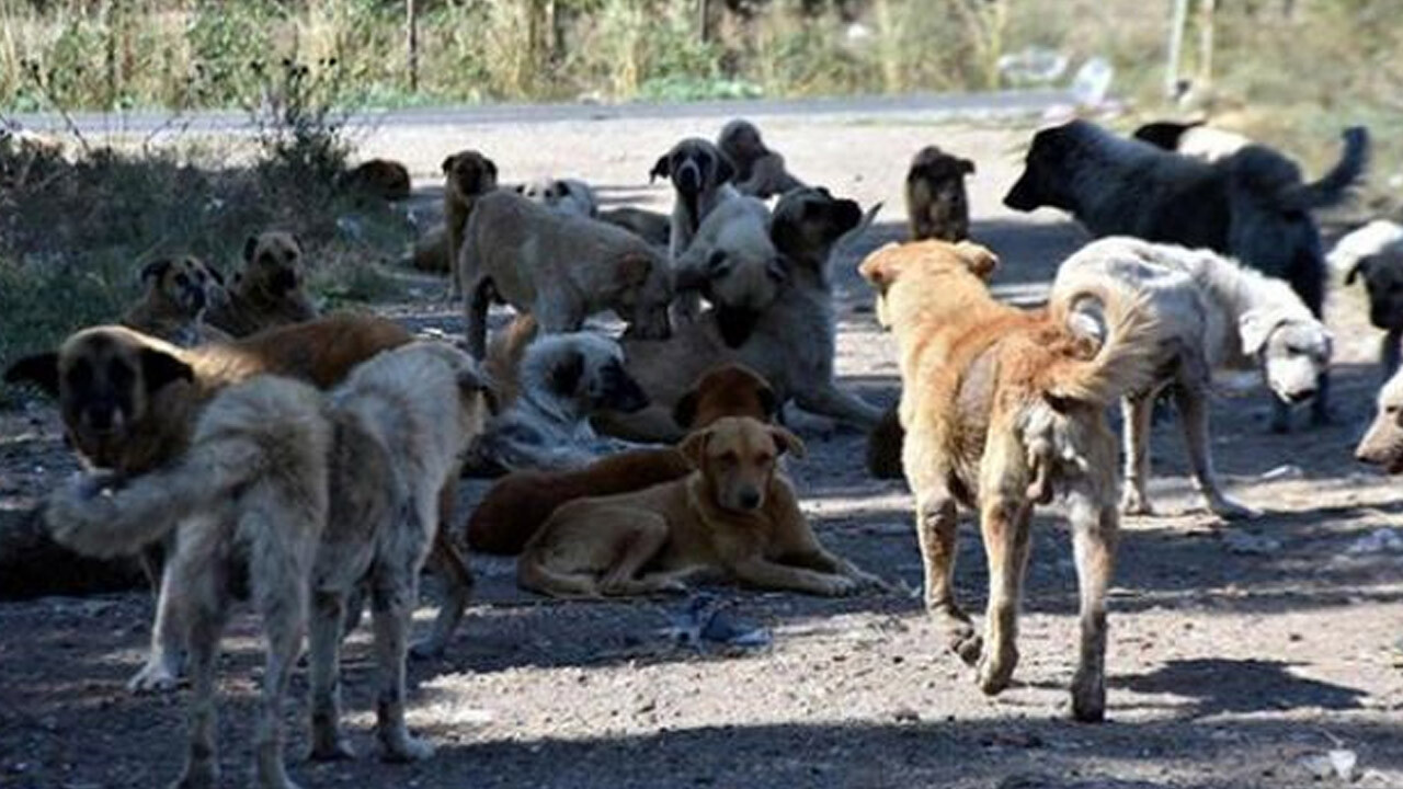 Başıboş köpek sorununda yeni çözüm! Hayvanseverlerin karşı çıkabileceği öneri masada 