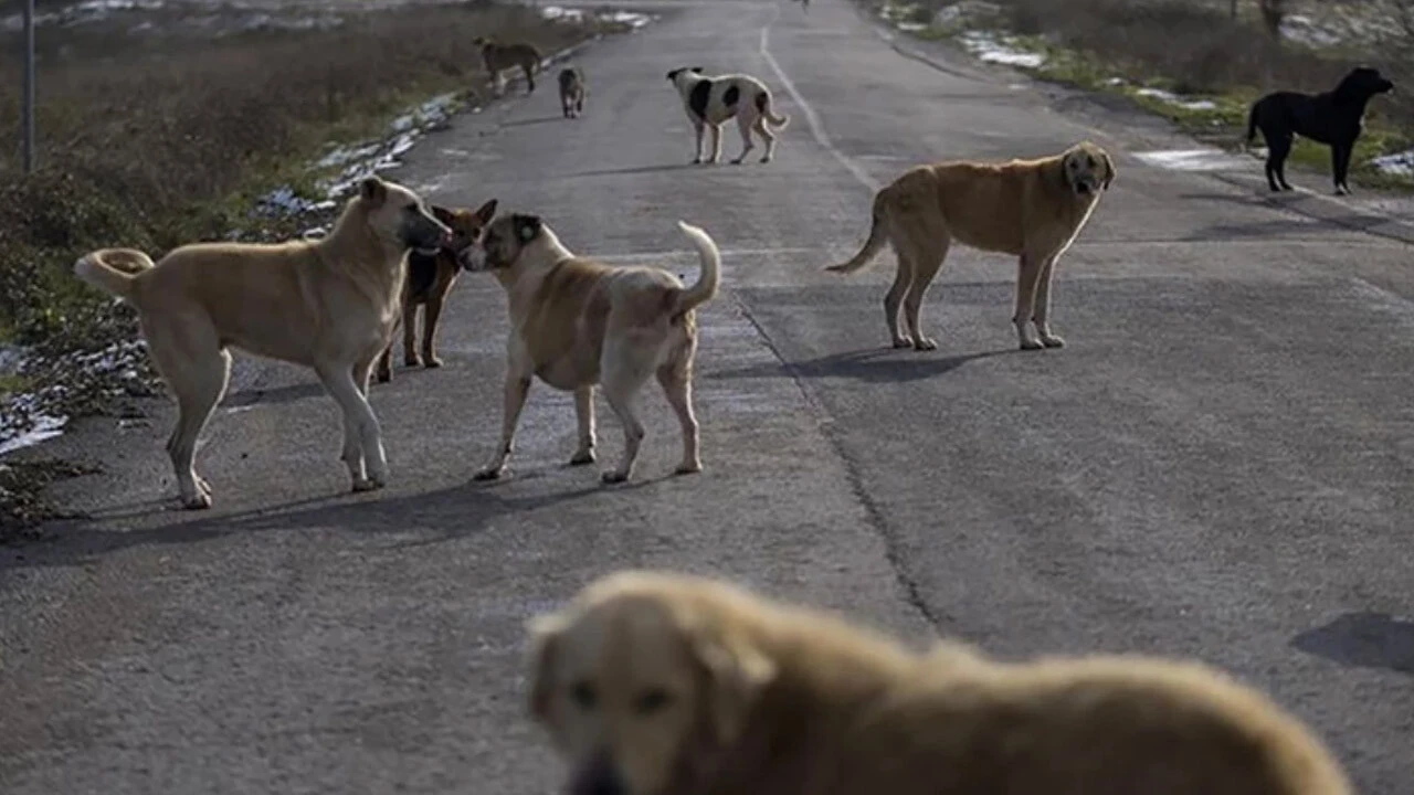 Başıboş köpek sorununda yeni çözüm! Hayvanseverlerin karşı çıkabileceği öneri masada 
