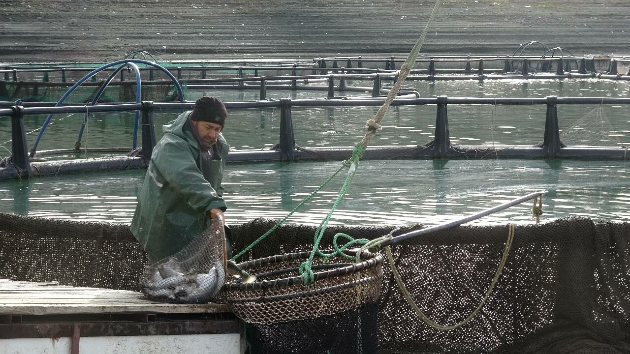 Denizi yok, balığı çok! Kafes balıkçığıyla dünyaya somon ihraç ediyorlar