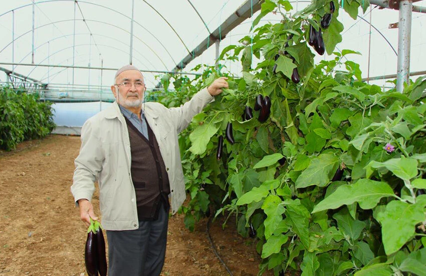 Patlıcanlarını yazın sökmeyen çiftçi şimdi 2.5 katına satıyor!