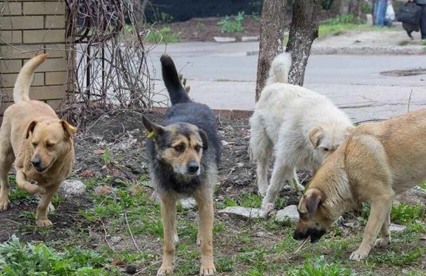 Köpekler çoğaldı barınaklar yetersiz kaldı! Başıboş köpek sorunu nasıl çözülecek?