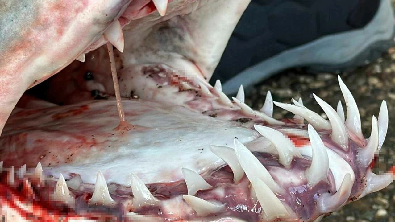 Mersin kıyısına canlı vurdu, görenler şaşkına döndü... Nesli tükenme tehlikesi altında