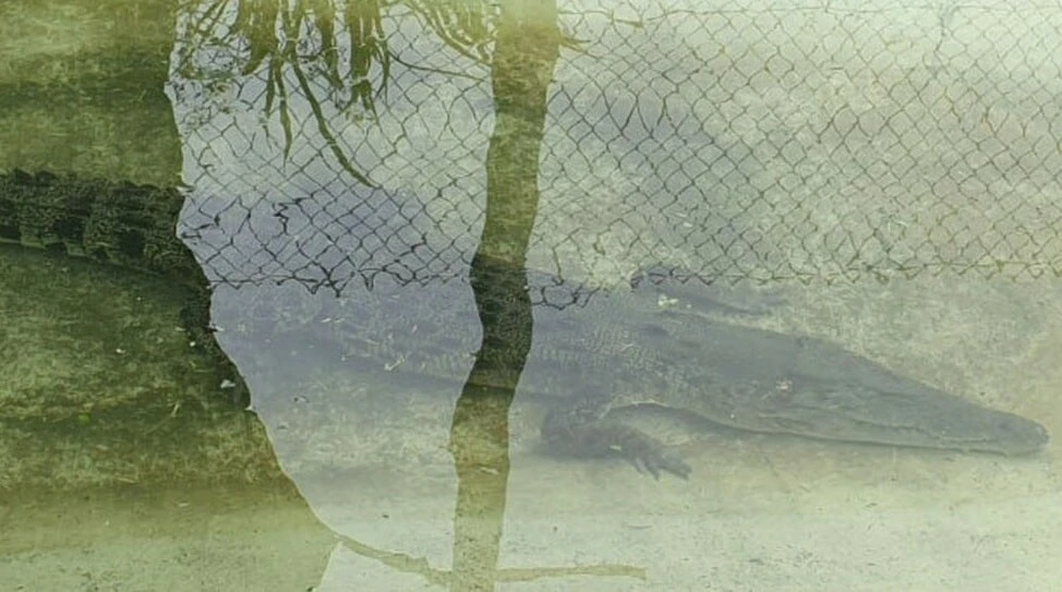 Avustralya'da sel felaketi timsahları kasabalara ulaştırdı