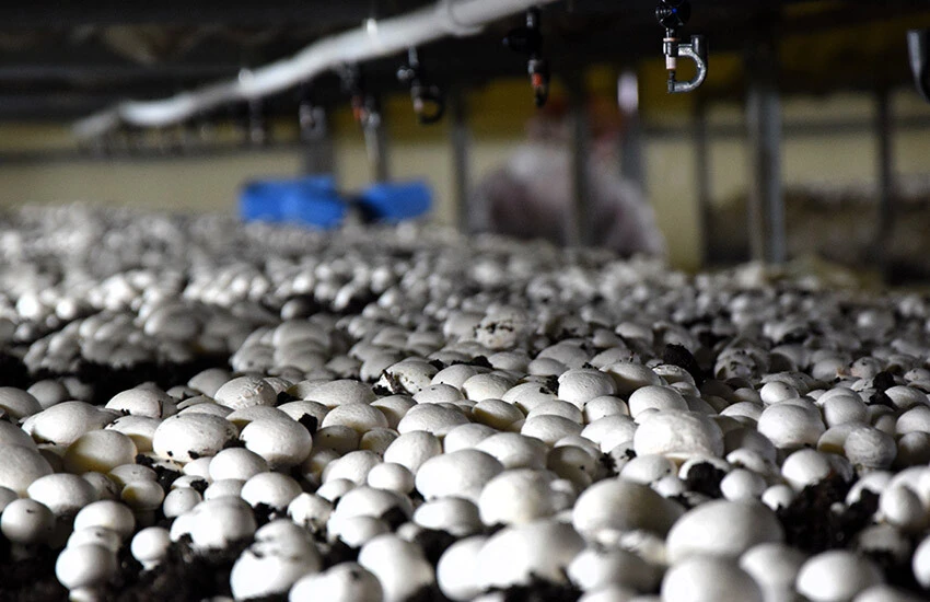 Siparişlere yetişemiyor! Devlet desteği ile 100 ton üretim kapasitesine ulaştı