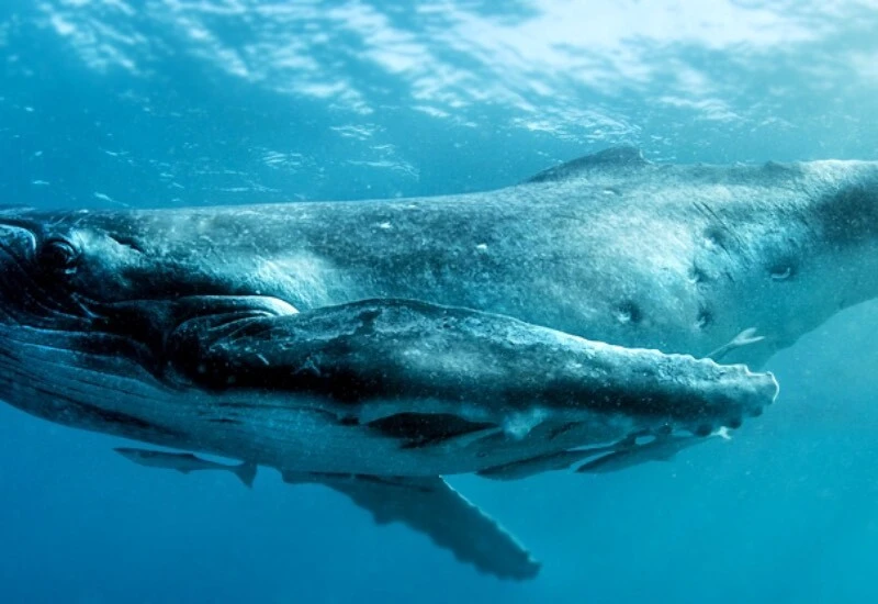 Bilim insanları, balinalarla iletişime geçmeyi başardı