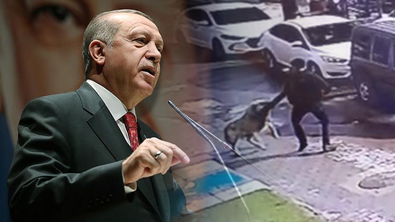 Başıboş köpek sorununa Cumhurbaşkanı Erdoğan el attı: Seçim öncesi bitecek