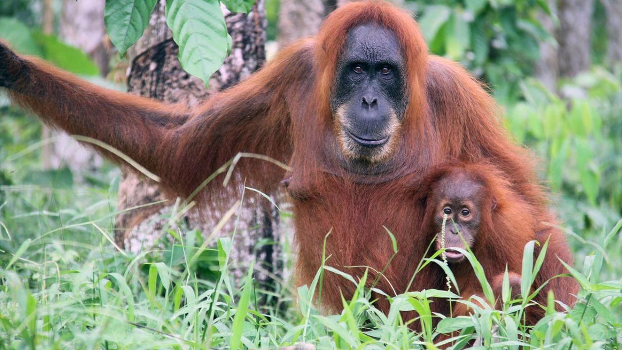 Tayland&#039;daki esaret bitti! 3 orangutan yuvaya geri döndü