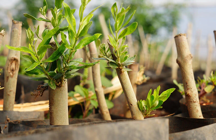 Emekli imam hayalini gerçekleştirdi! 6 kişiyle çalışıyor, siparişlere yetişemiyor
