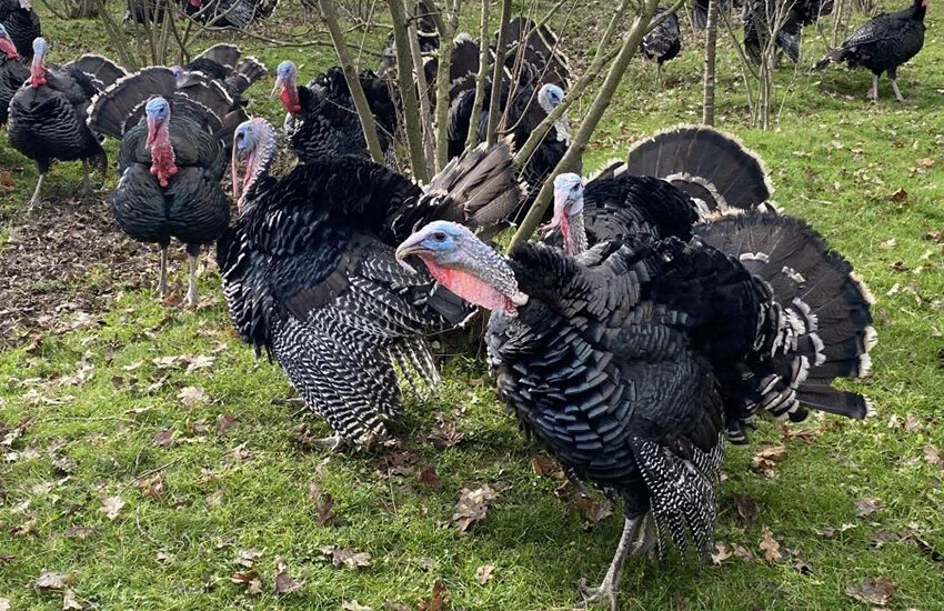 İstanbul, Bursa, Ankara dahil 15 il sıraya girdi! Lezzetiyle ün salan meşhur hindinin fiyatı belli oldu