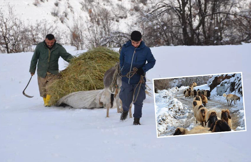 5 ay devam edecek! Eksi 10 derecede kızak yardımıyla hayvanları için zorlu mesaide