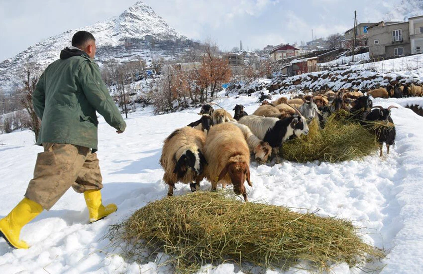 5 ay devam edecek! Eksi 10 derecede kızak yardımıyla hayvanları için zorlu mesaide