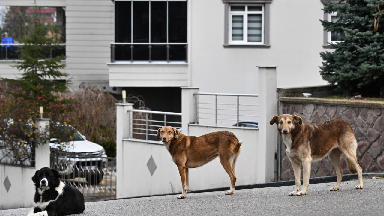 5 köpeğin saldırısına uğrayan hemşire arabanın önüne atlayarak kurtuldu