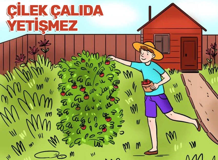 Sadece IQ’su yüksek olanlar çilek toplayan adam resmindeki mantıksızlığı bulabiliyor!